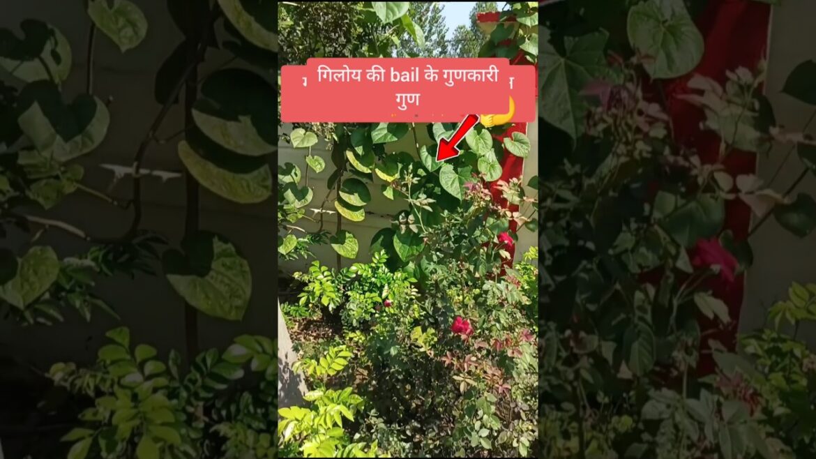 गिलोय की bail के लाभ !!#shorts#short#trending#viralvideo#funny#shortsfeed#youtubeshorts🍇🌺🌹🍁🌿🪴 गिलोय की bail के लाभ !!#shorts#short#trending#viralvideo#funny#shortsfeed#youtubeshorts🍇🌺🌹🍁🌿🪴