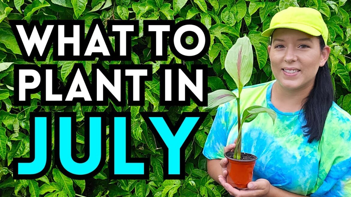 Everything You Can Plant Right NOW In July // Summer Garden Ideas // Fall Garden Seed Sowing