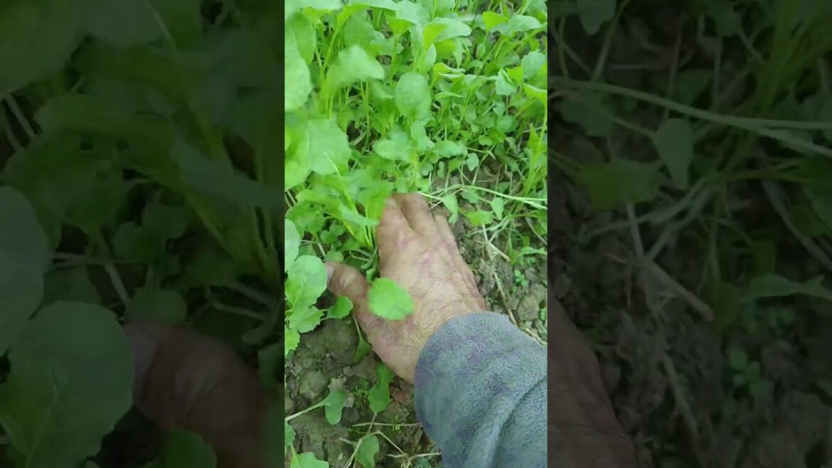 Mustard greenleafy vegetable#gardening#shorts #ytshorts #तोरीकोसाग#सब्जी#🌱