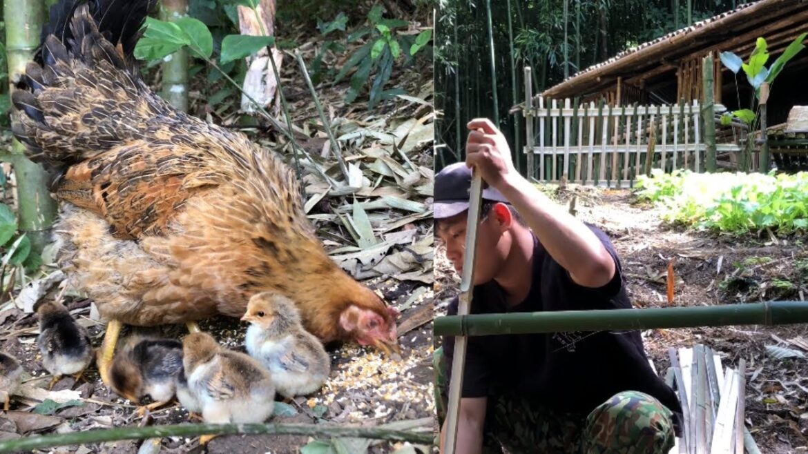 Raise chickens and complete the garden design. The wild life of a poor boy
