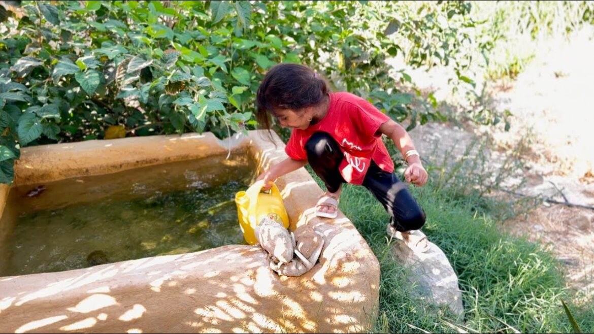 Sweet rural life: cleaning the vegetable garden and watering the flowers by Mehsa Sweet rural life: cleaning the vegetable garden and watering the flowers by Mehsa