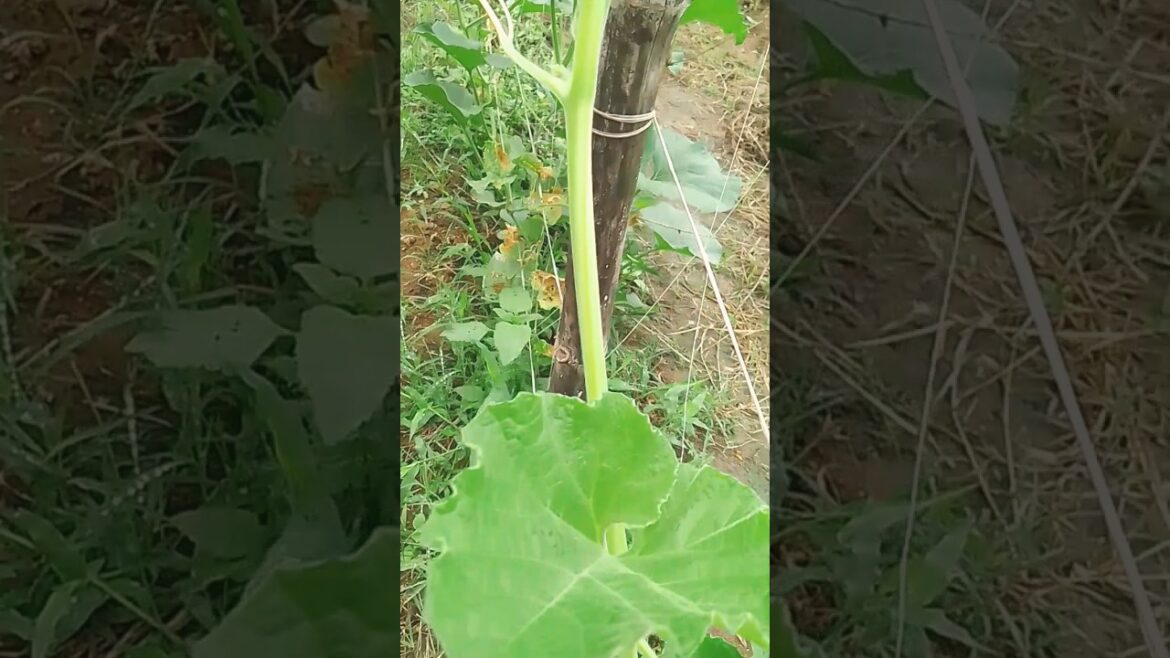Loki  ka kheti ✅#plants #gardening #agriculture #farming #garden #kishan #funny #shorts #kisan #loki