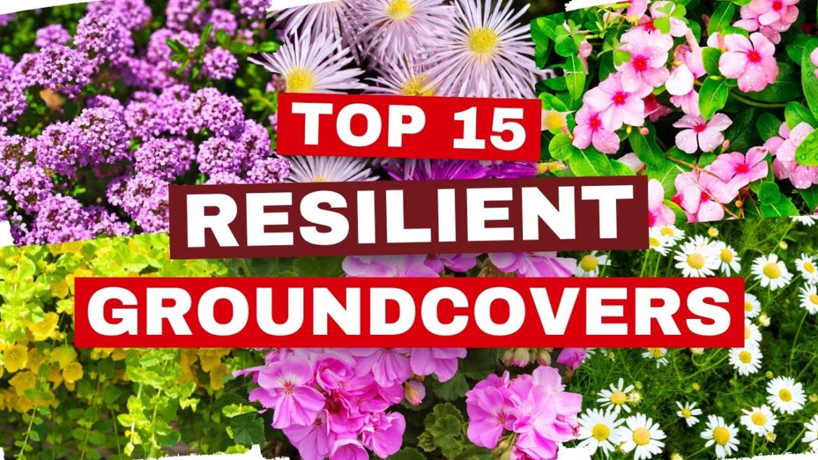 15 TOUGH Groundcovers That Can SURVIVE Anything! π They Can HANDLE It ALL! πͺ 15 TOUGH Groundcovers That Can SURVIVE Anything! π They Can HANDLE It ALL! πͺ