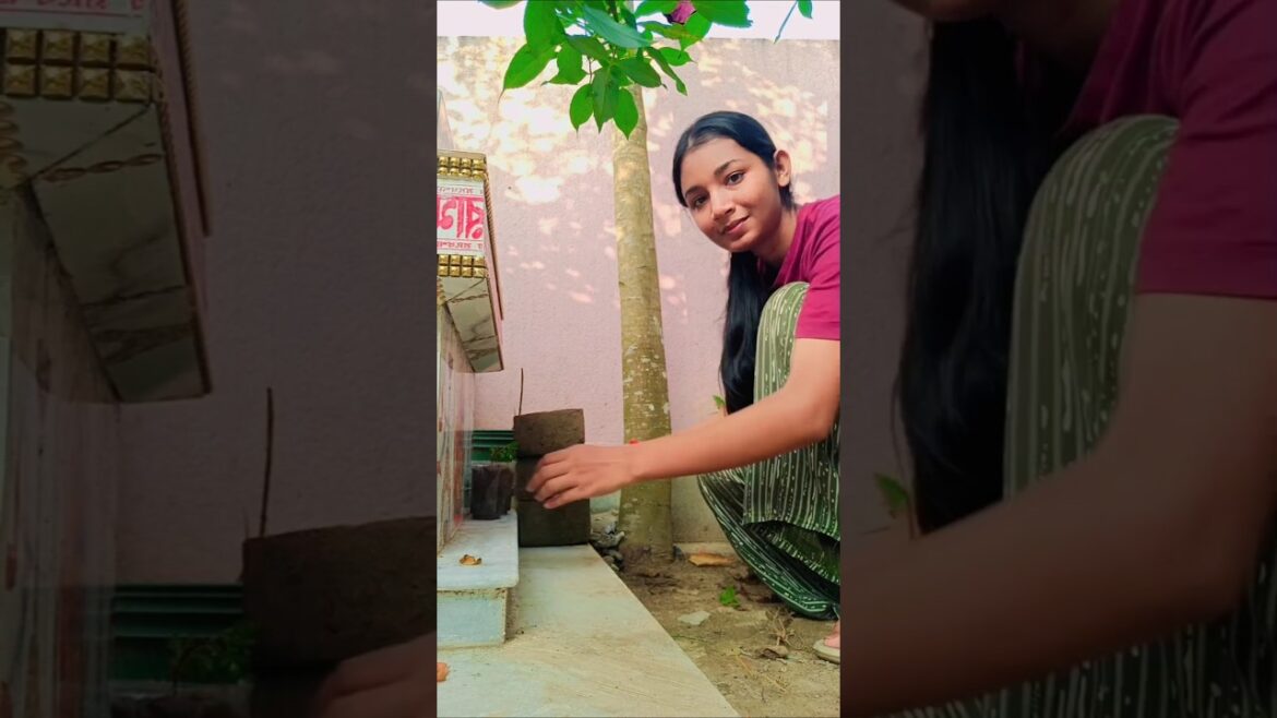 গাঁদা ফুল গুলো কি বাঁচবে?#homegarden #minivlog #plants #gardening গাঁদা ফুল গুলো কি বাঁচবে?#homegarden #minivlog #plants #gardening