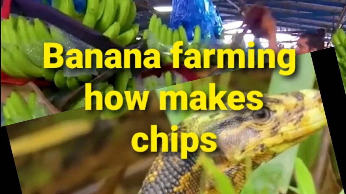 Banana farming and  making banana chips and more#trend @manoj