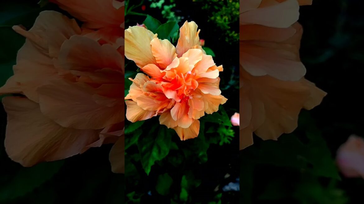 Tips For Hibiscus Plant | How To Care Hibiscus Plant #shortvideo #shorts #garden #gardening Tips For Hibiscus Plant | How To Care Hibiscus Plant #shortvideo #shorts #garden #gardening