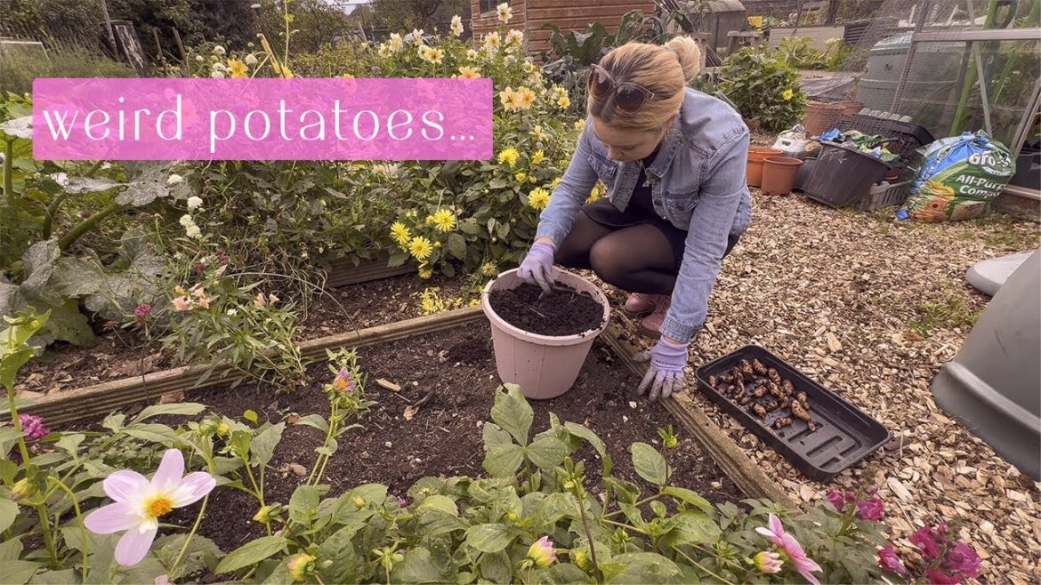 An Afternoon at the Plot! | Allotment Vlog 🥔 Ep.37 🥔 An Afternoon at the Plot! | Allotment Vlog 🥔 Ep.37 🥔