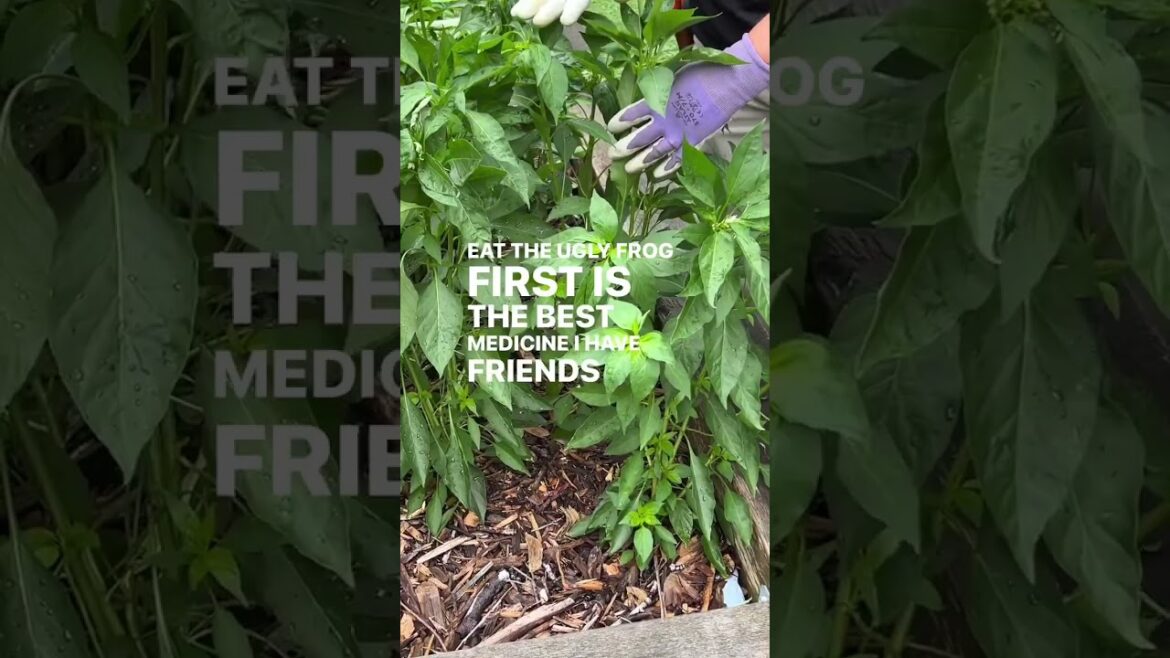 Are you starting a flower farm? Let’s eat this ugly 🐸 first! Come to my free masterclass! Comment