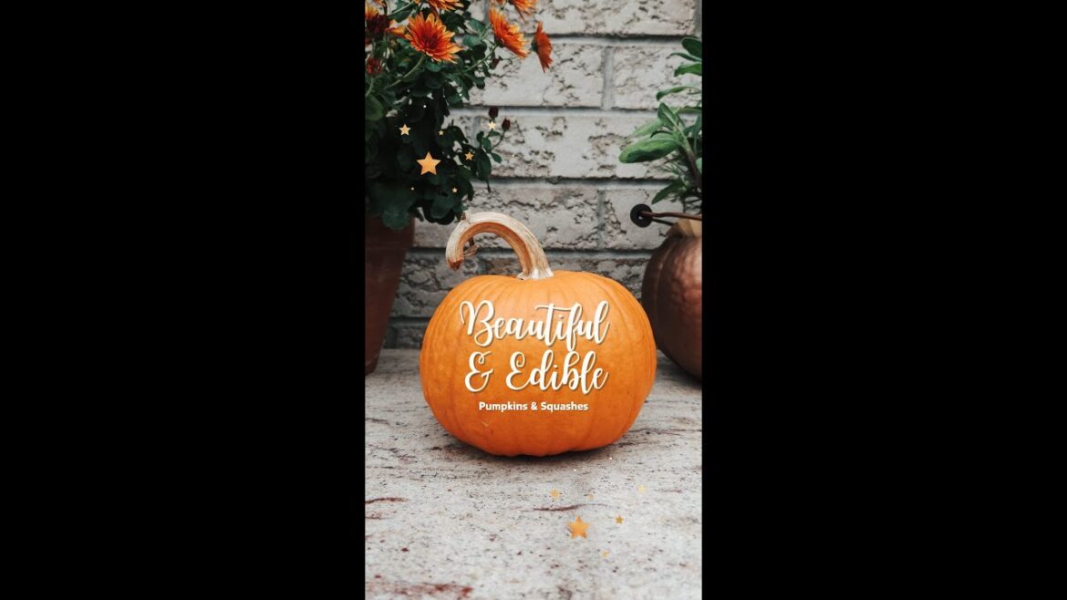 Beautiful Edible Pumpkins and Squashes #pumpkinseason