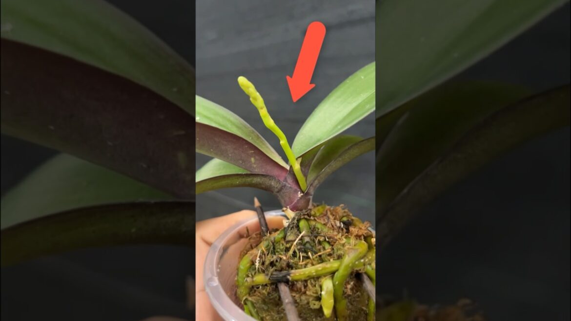 Great tips, grow orchids to produce many buds #garden #tips