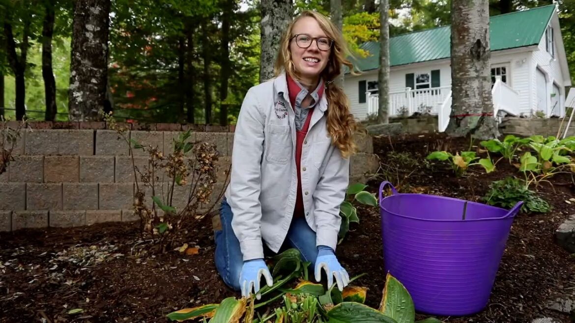 How to Cut Back Perennials | Expert Tips with Sara, Head Gardener at Frost Farms, MDI Maine How to Cut Back Perennials | Expert Tips with Sara, Head Gardener at Frost Farms, MDI Maine