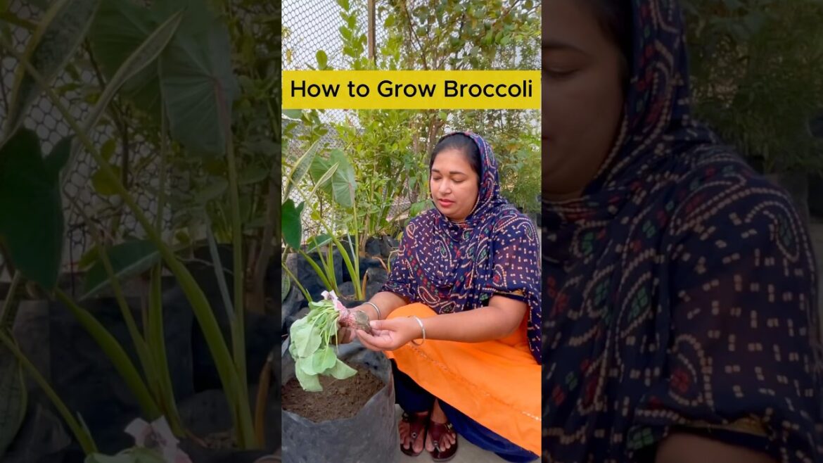 How to Grow Fresh Organic Broccoli on Your Rooftop #broccoli #organic #trending #rooftopgardening How to Grow Fresh Organic Broccoli on Your Rooftop #broccoli #organic #trending #rooftopgardening