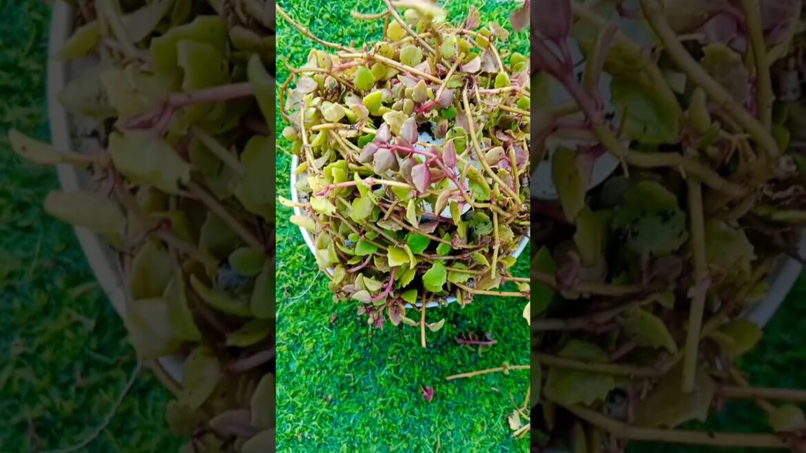 कैसे लगाये ट्रँगल हार्ट का पौधा #shorts#gardening #plants#indoorplants