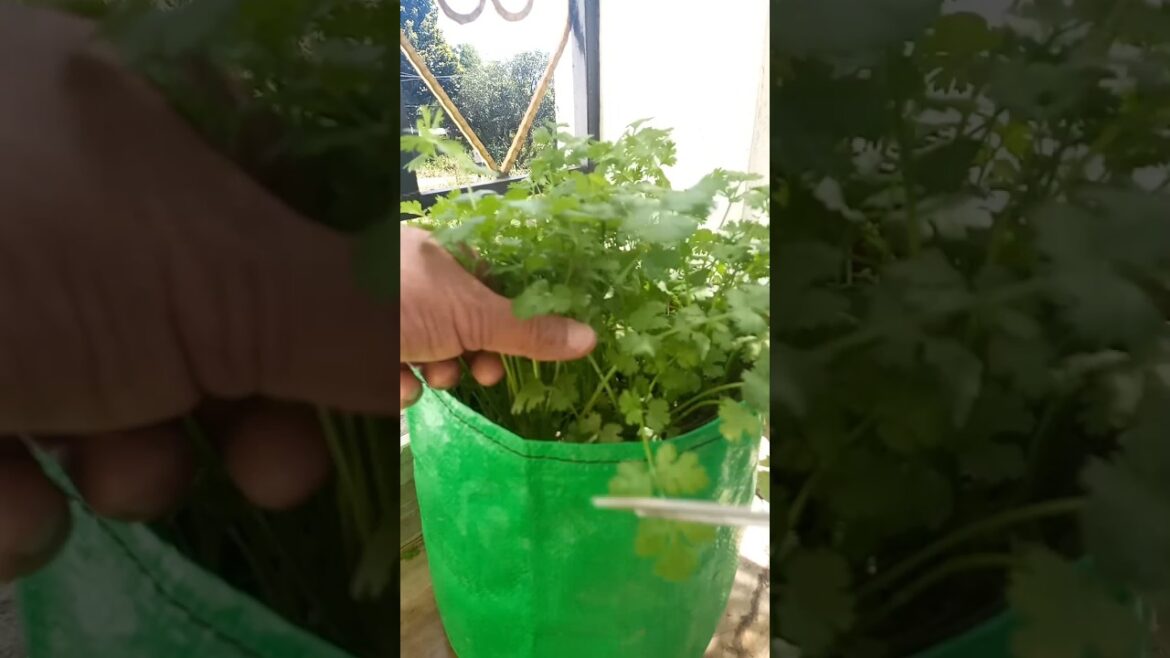 Terrace Garden #design #gardening #garden  #coriander Terrace Garden #design #gardening #garden  #coriander