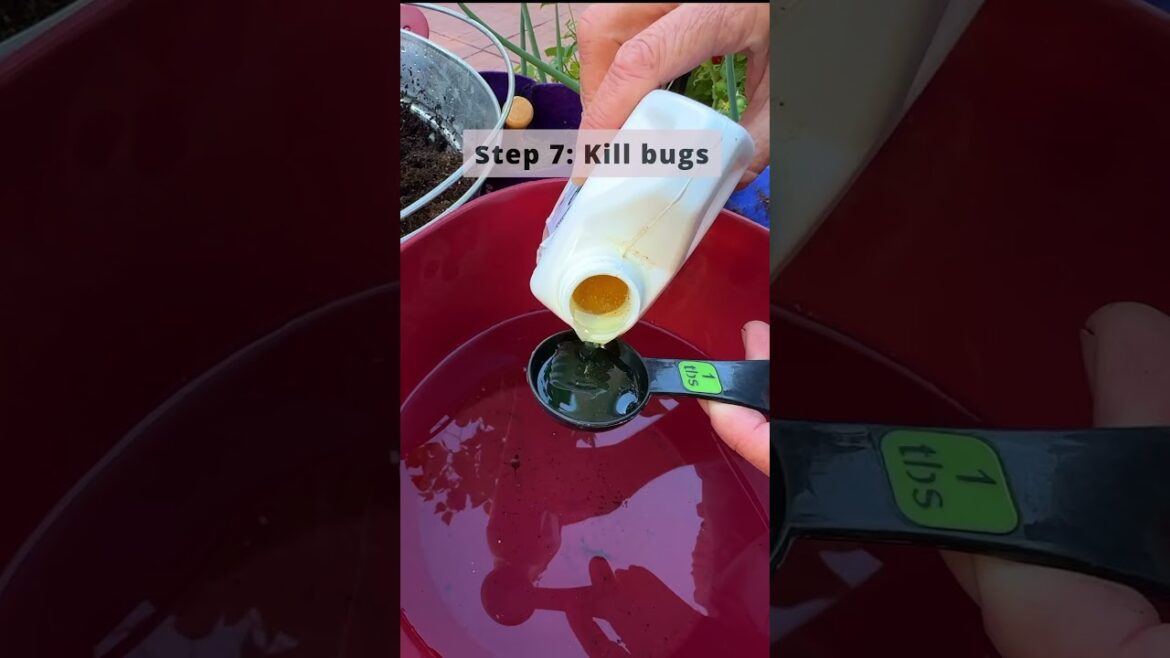 Winter Proof Your Peppers-Don’t Pull Them!