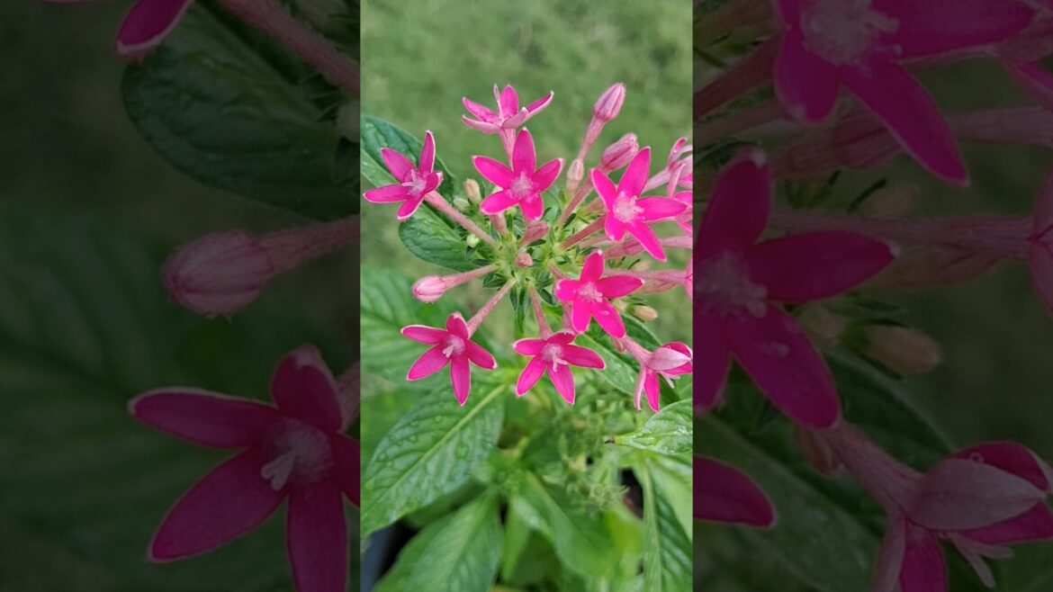 pentas lanceolata #video#garden#short#shorts#viralvideo#homegardning#khetiindiavlogs#nature pentas lanceolata #video#garden#short#shorts#viralvideo#homegardning#khetiindiavlogs#nature