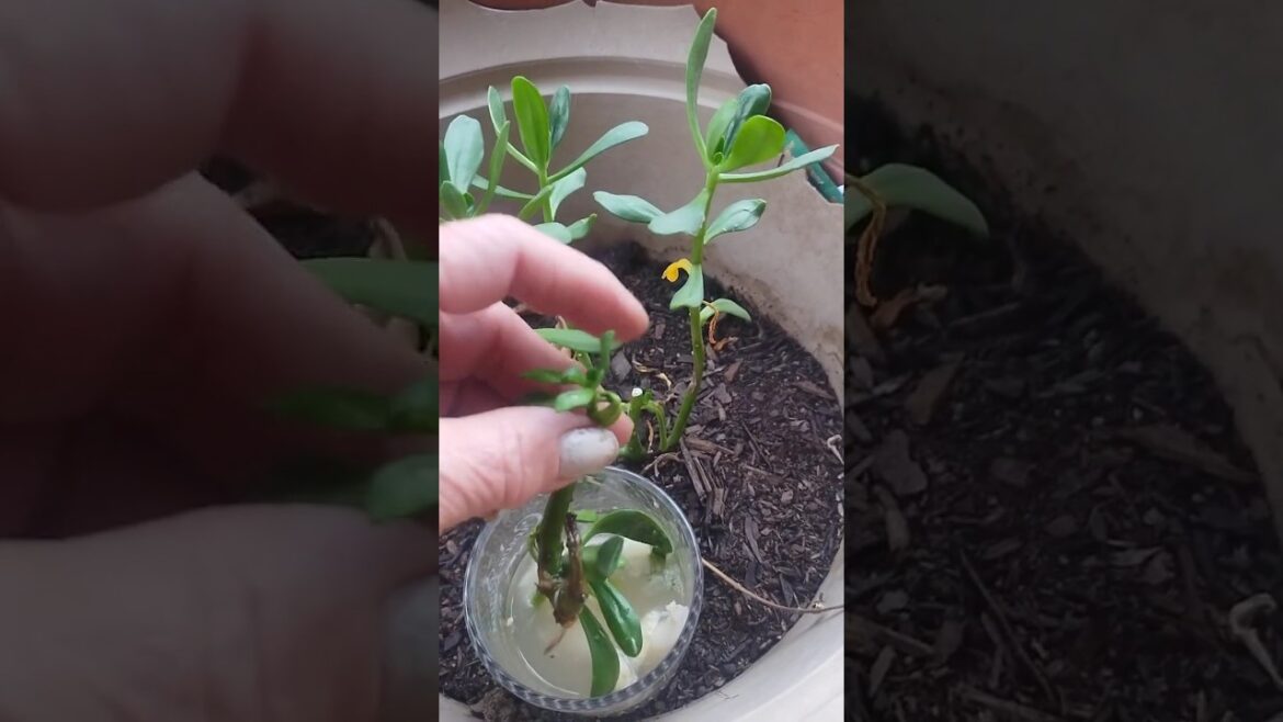 I saved a piece of succulent and grew a new plant