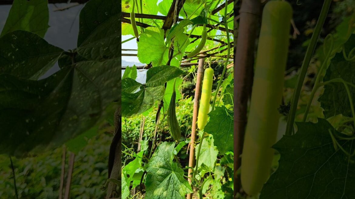 The Best Kitchen Garden DIY Ideas & Trends