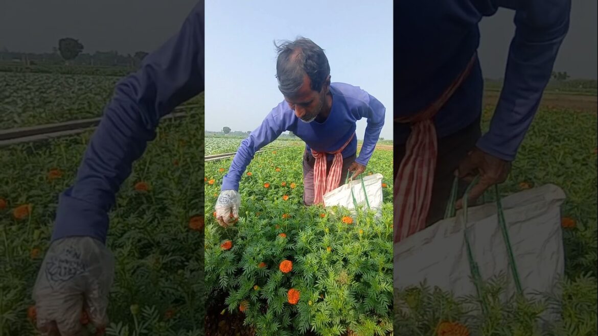 Harvesting Sunshine! Beautiful Marigold Blooms 🌼✨#shorts