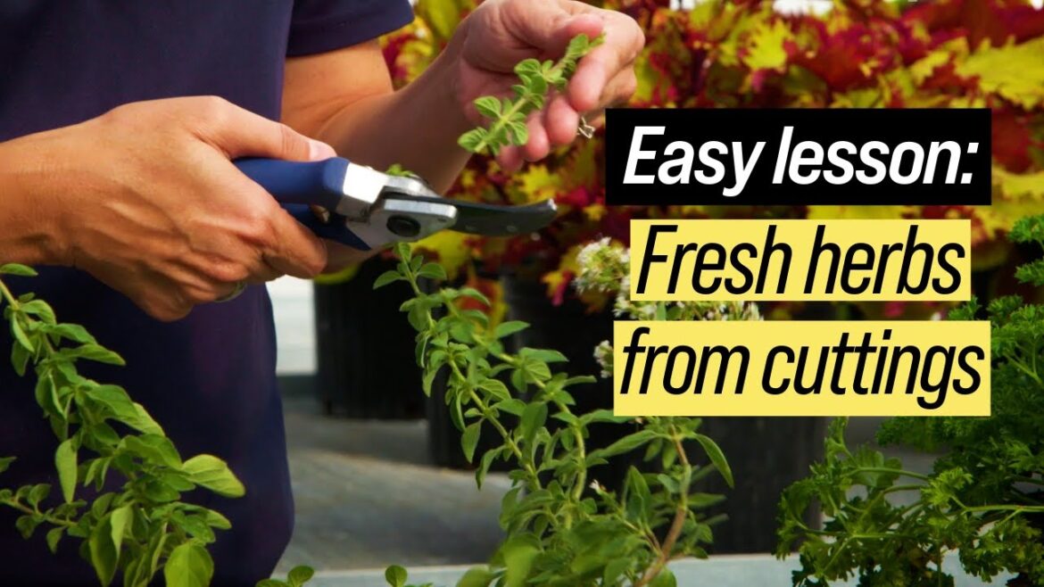 Grow herbs from plant cuttings | Year-Round Gardening