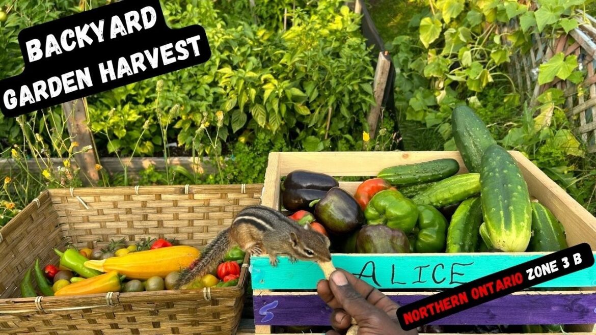 I Turned My Backyard Into A Giant Garden - POV Harvesting #harvest