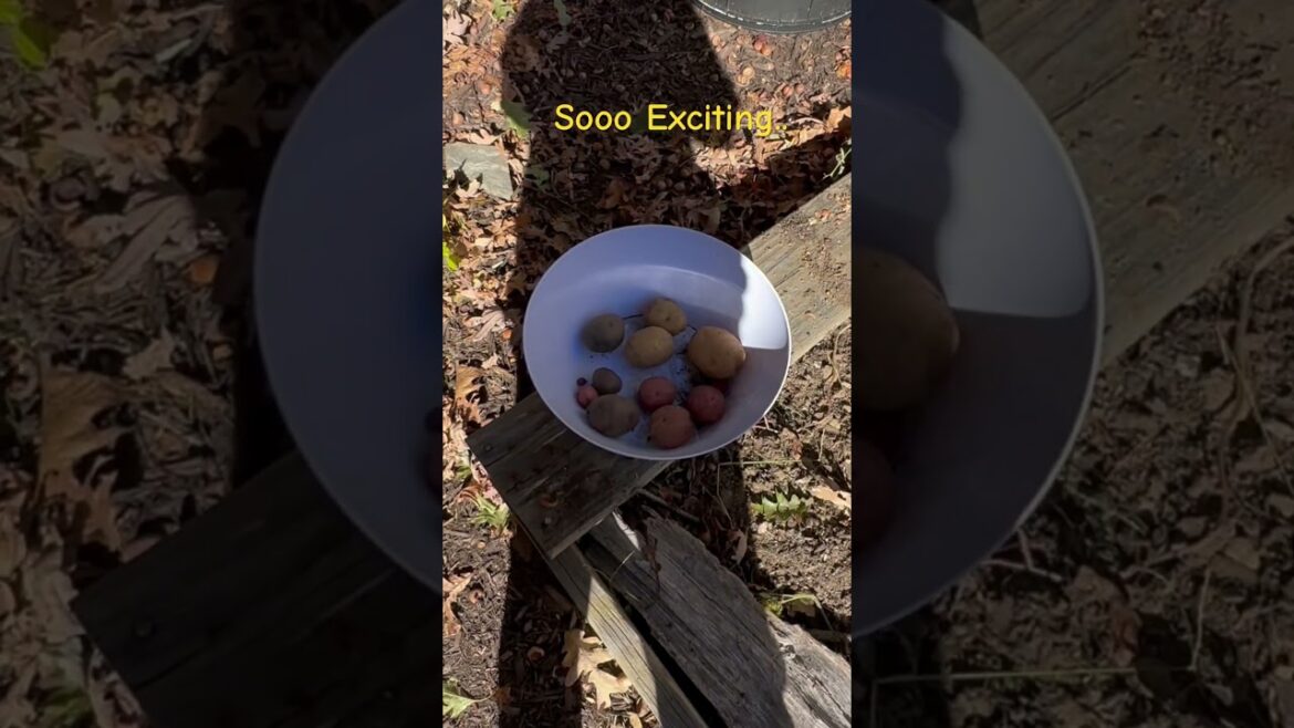 My 1st #container #potato #harvest | #garden #growyourown #potatoes #gardening