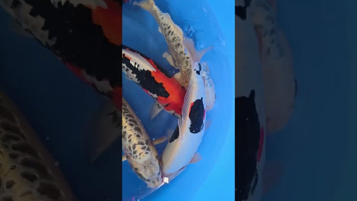 Koi purchases Japan trip 2024 20241024 085836