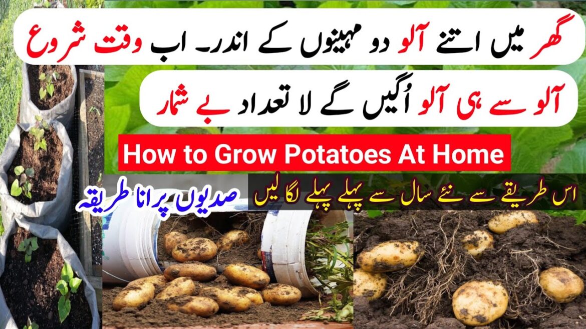 Potatoes Grow Season Started | Aloo Ghr Par Harvest | Best Potato Grow At Home | Gardening at Home