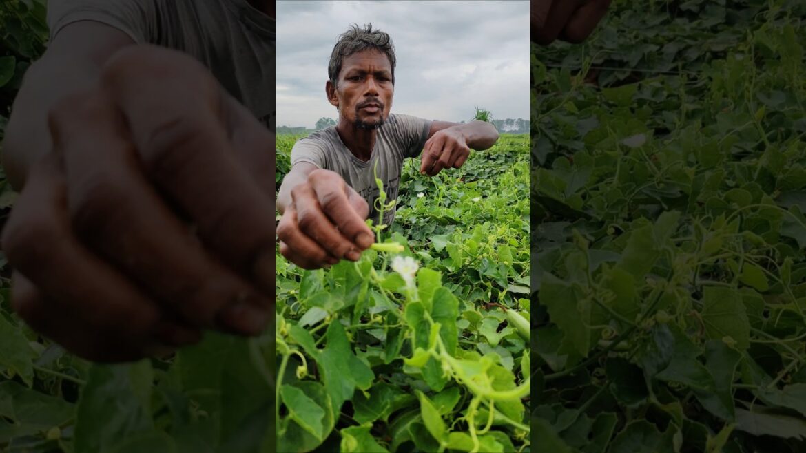Increase Your Pointed Gourd or परवल Yield: Hand Pollination Guide #shorts #short #shortvideo