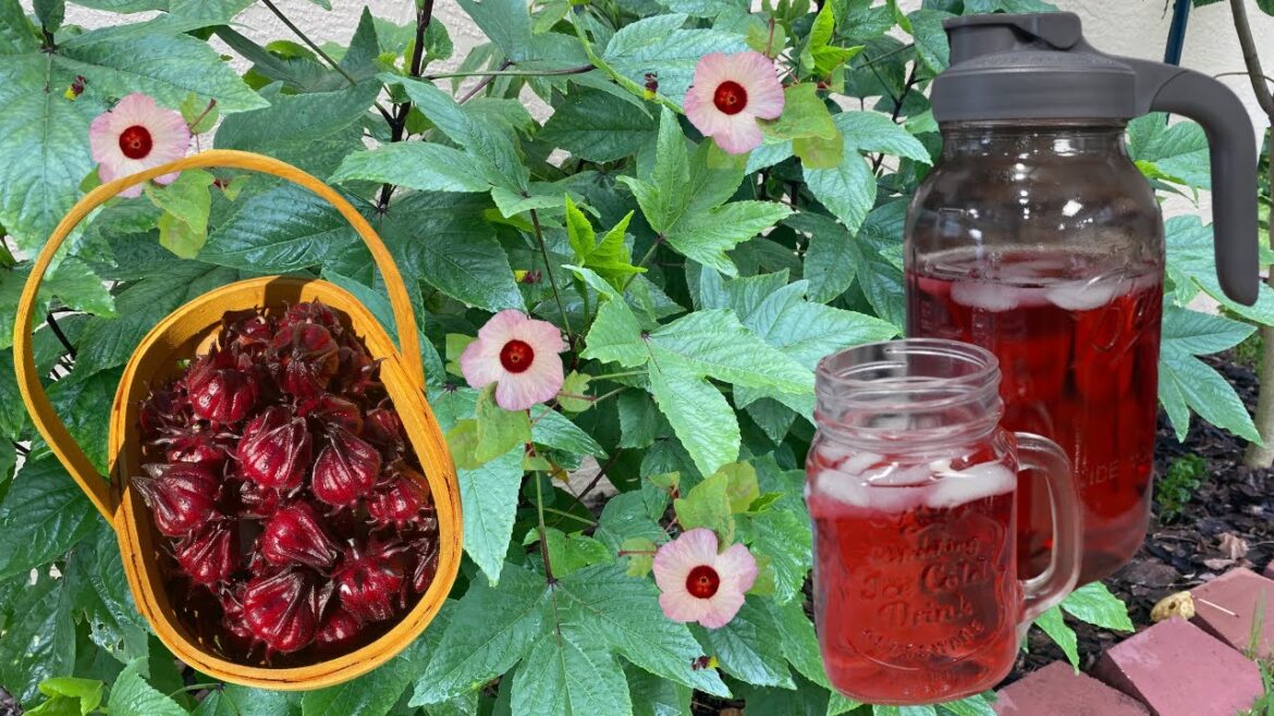 The Weirdest Fruit for Warm Climate Gardens: Roselle The Weirdest Fruit for Warm Climate Gardens: Roselle