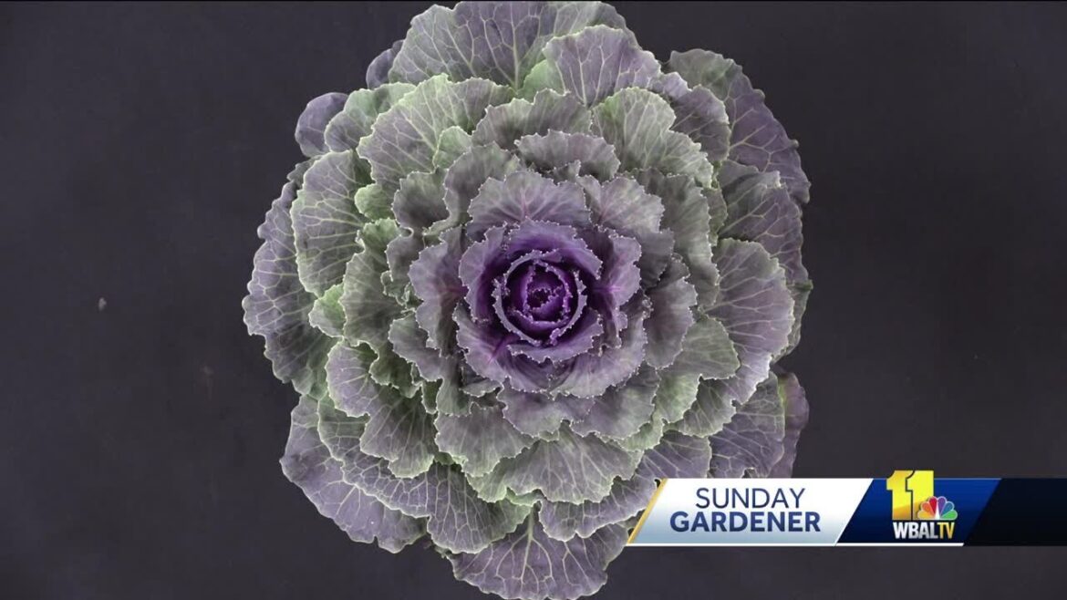 Sunday Gardener: Caring for ornamental cabbage