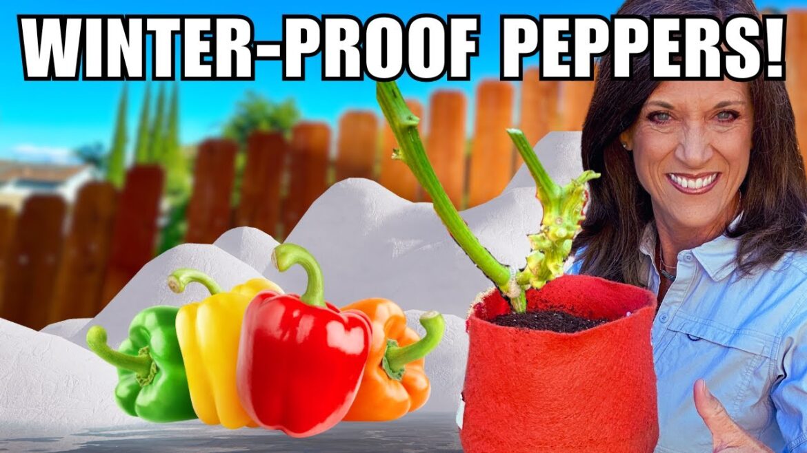 CaliKim: DON’T Pull Your Peppers! Winter-Proof for a Faster Spring Harvest (in Any Climate) DON'T Pull Your Peppers! Winter-Proof for a Faster Spring Harvest (in Any Climate)