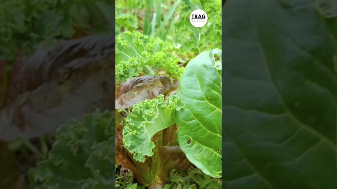 Vi Ne Znate Šta Kupujete! Vi Ne Znate Šta Kupujete!