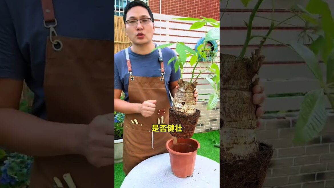 发财树修剪#发财树#花卉绿植#养花小知识#爱生活爱养花