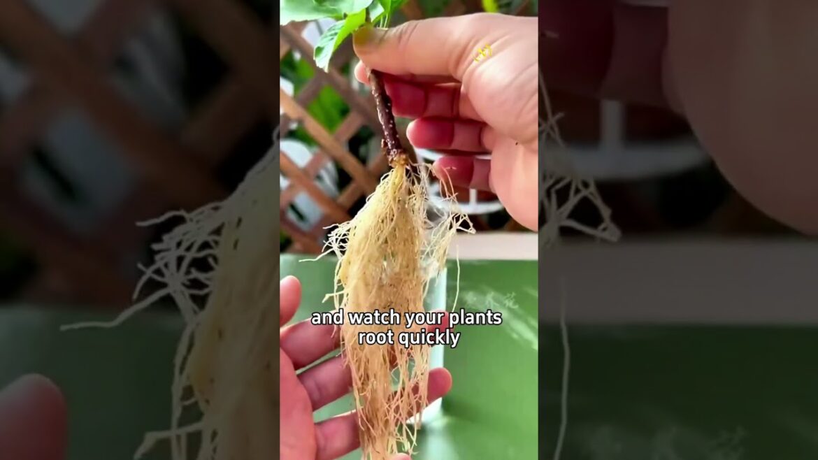 You Won’t Believe How Easy Planting Can Be with These Tips! You Won't Believe How Easy Planting Can Be with These Tips!