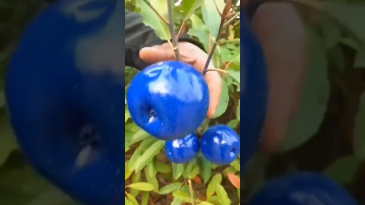 Wanna taste this tasty fruits 😋🥭🍉🍓🍎🍊#shorts​ #nature​ #fruit​ #garden​ #foryou​ #vegetables​ #short