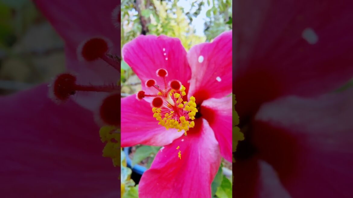 Gardening Gives You a New Energy Gardening Gives You a New Energy