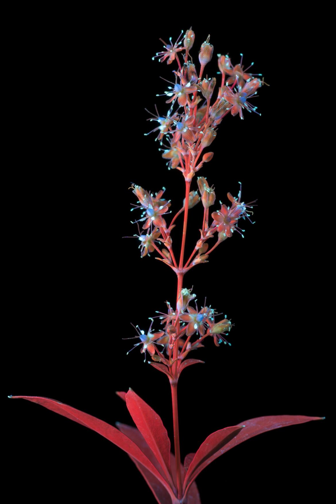 In light of publication of schiedea waiahuluensis, I present Schiedea adamantis photographed with UVIVF