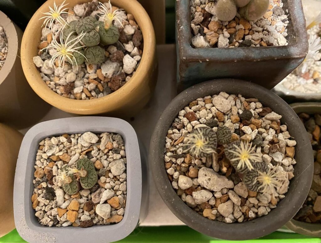 Last of the conophytum flowers