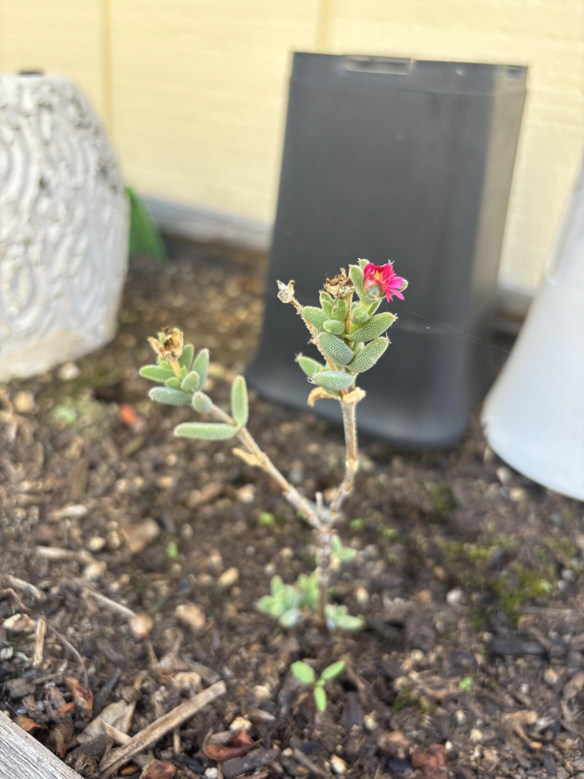 Free cutting I’ve had for a month or so. Anyone else able to ID?