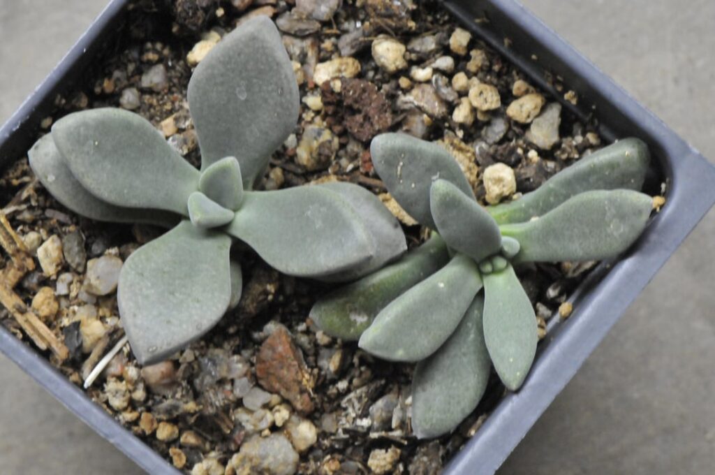 Aloinopsis/Deilanthe thudichumii seedlings after 8 months and Steven Brack habitat photo