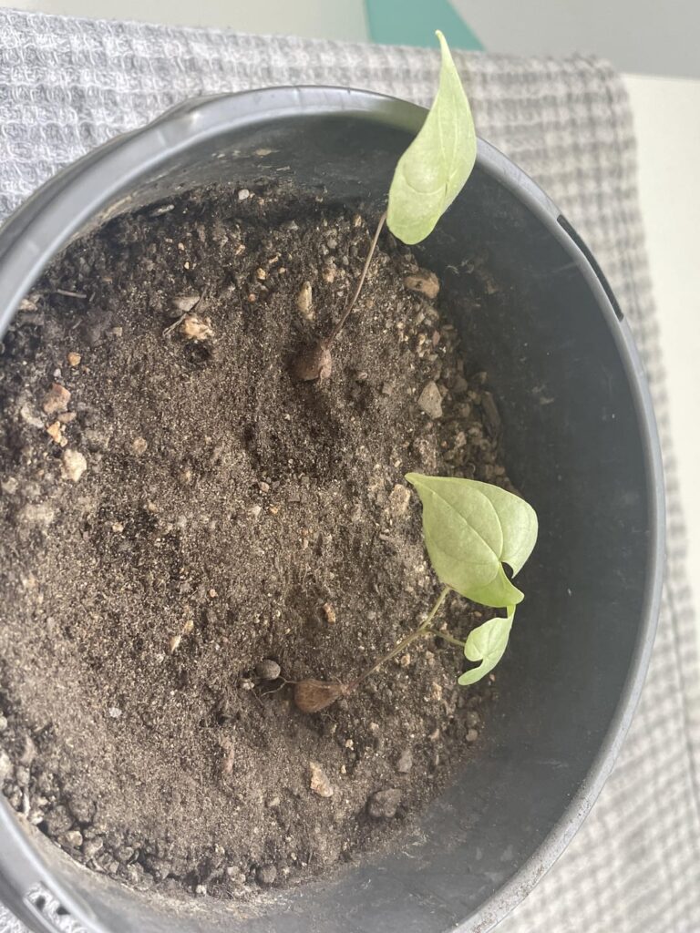 Dioscorea Mexicana, 10 months from seed