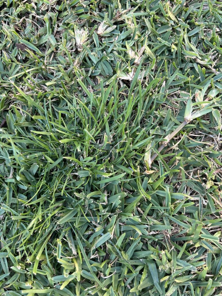 Weed ID Help Weed ID Help