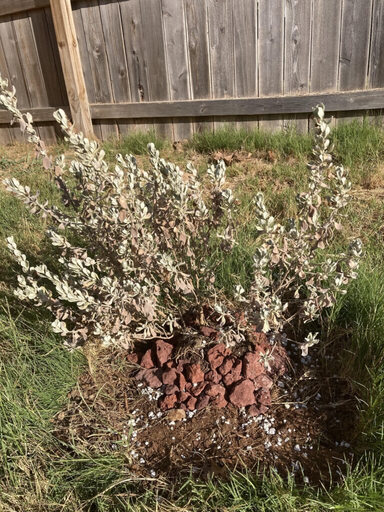 How do I nurse this Texas sage back to health? How do I nurse this Texas sage back to health?