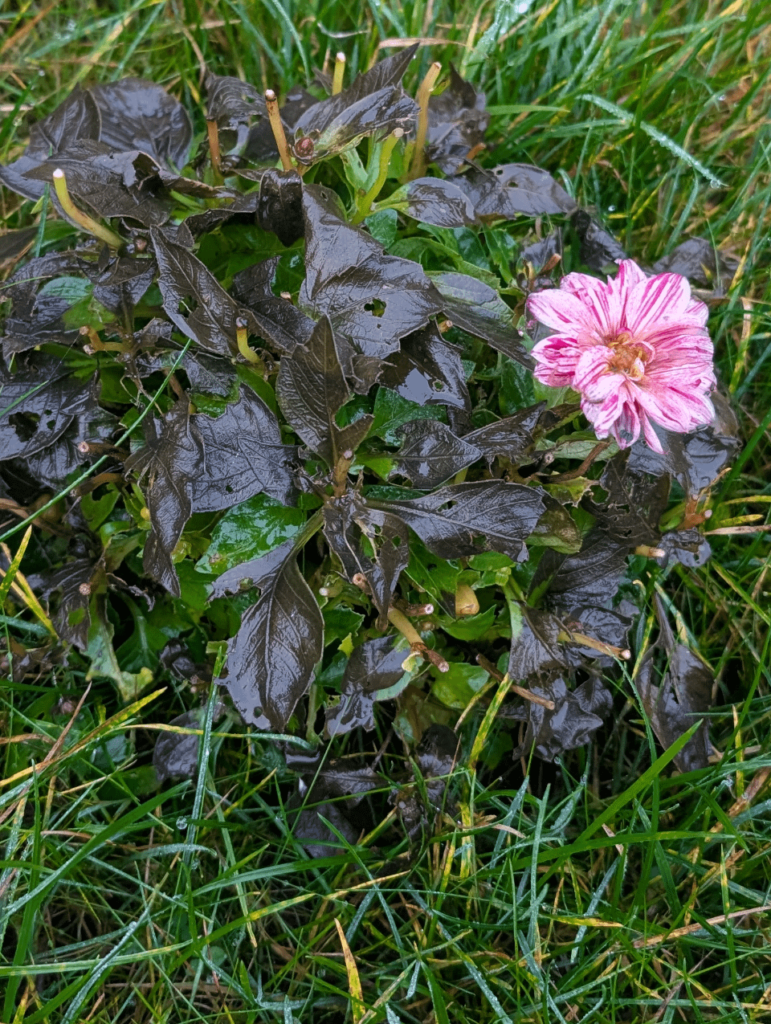 Why are the leaves turning black?