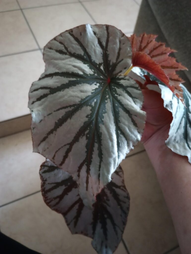 Propping Looking Glass Begonia