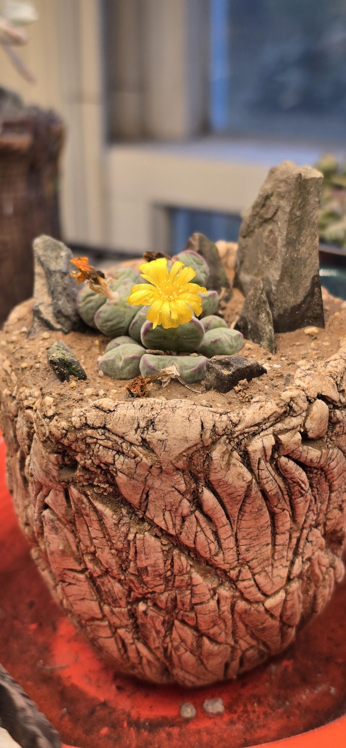 Nice little flower on my Conophytum bilobum