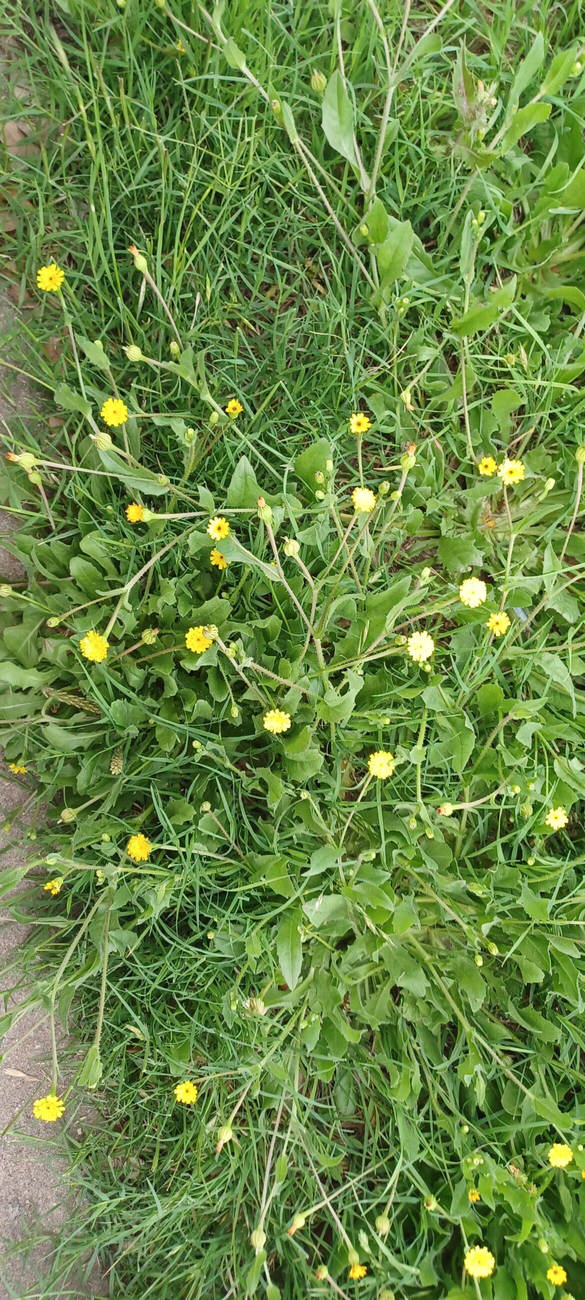Where can I get Weedy Dwarf Dandelion and Hall’s Prairie Clover Seeds? Where can I get Weedy Dwarf Dandelion and Hall's Prairie Clover Seeds?