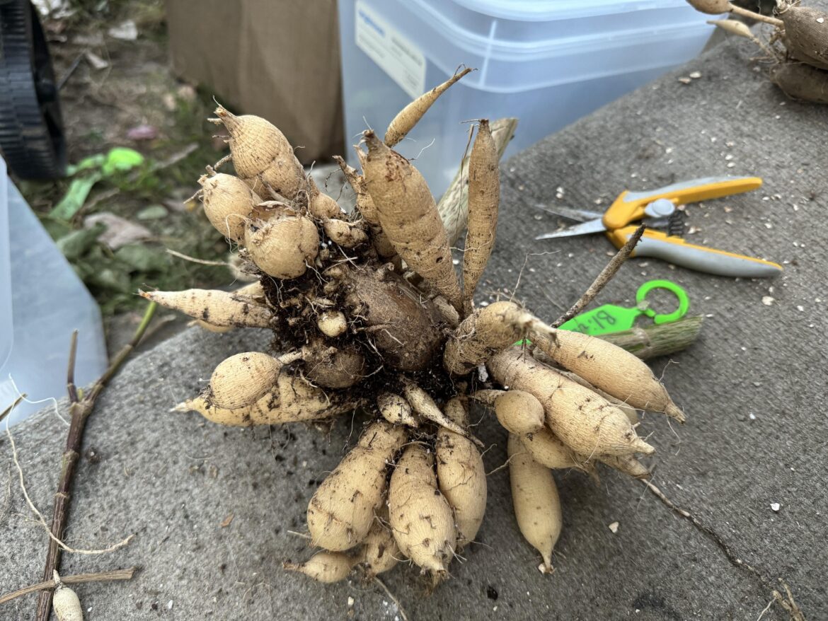 Sheer recommendations