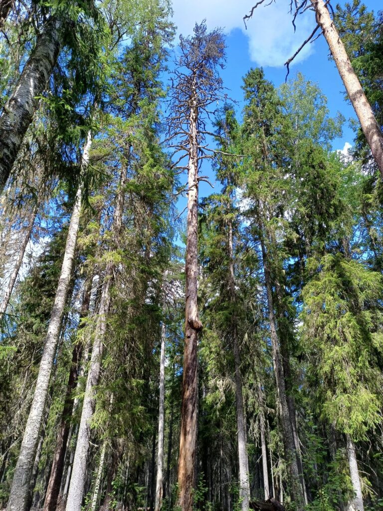 Snag Pine: The old 'Big Tree' (1518-2004) Height: 26 m